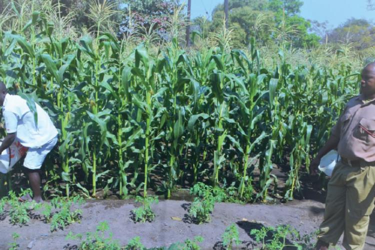 An Inmate working in an irrigated maize field under the supervision of Sgt Madziataika